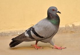 gray dove close up