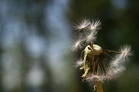 One dandelion seedhead