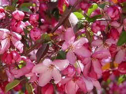 pink apple blossoms