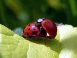 ladybug beetle insect animal