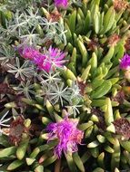 pink beach plants
