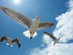 white gulls in flight in the Sunny sky