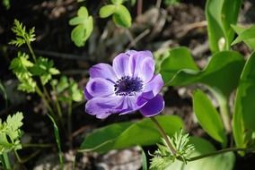 purple flower in spring