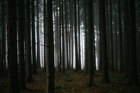 fog in the mystical forest