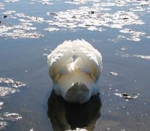 swan with ruffled feathers on the water