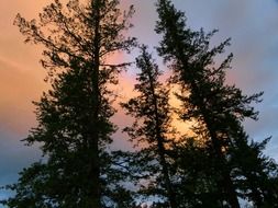 pink clouds over the tops of the trees