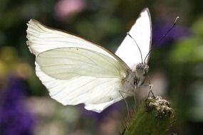 white butterfly on a field flower