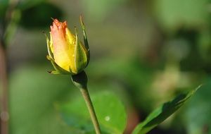 yellow rose in a bud on a stalk close up