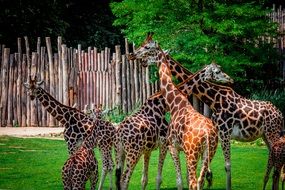 a flock of giraffes on green grass