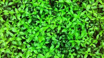 plants with tiny green leaves