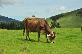 milk cow in mountains at pasture on a sunny day