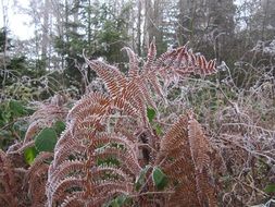 frost fern nature