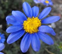 daisy blue