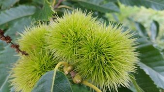 green sweet chestnuts