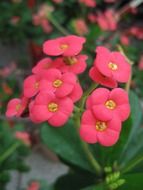 bright pink flowers of milkweed