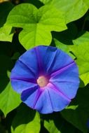 blue flower blossom in the sunshine