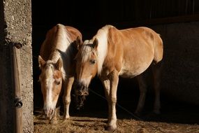 Horses in Black Forest