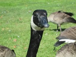 canada goose with a black beak close-up