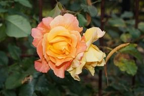 romantic orange rose in autumn