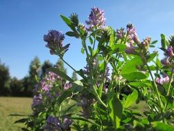 closeup alfalfa bush