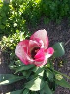 lonely white-pink tulip on a flowerbed in the garden