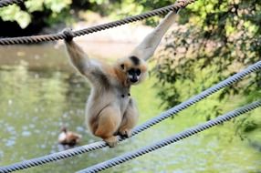 Yellow gibbon monkey