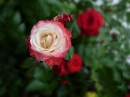 Beautiful red, pink and red rose flowers with green leaves