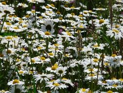 field of white daisies in spring