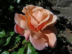 pink flowers nature