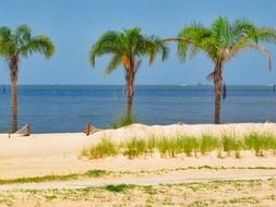 ocean coast with palm trees
