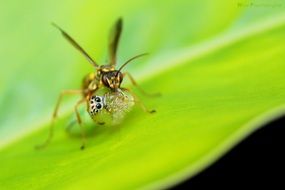 bug closeup