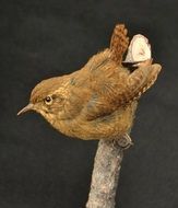 Wren bird on the branch