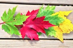 colorful autumn leaves on a wooden surface