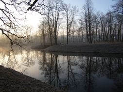 forest pond in the early morning