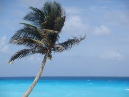 green tropical palm on the beach