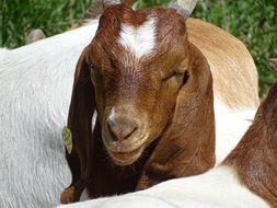 goat resting on the meadow