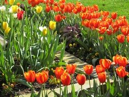 garden bed with orange and yellow tulips