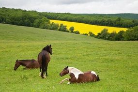 horses on field