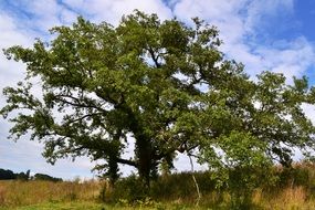 green tree on a field in france
