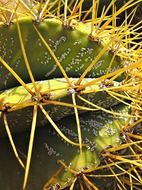 sharp prickly cactus spines close