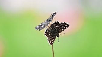 astounding black butterflies