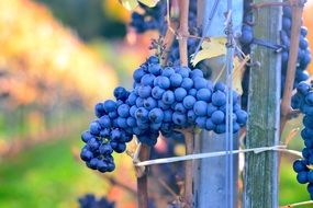 fresh viticulture grapes