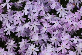 purple plant flower blossom close-up shot