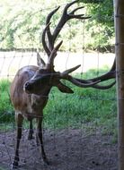 hirsch in the aviary