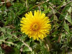 dandelion with green leaves on the ground