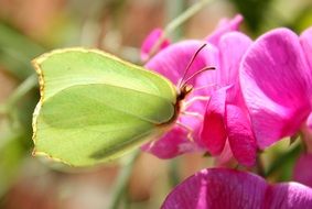 green gonepteryx rhamni butterfly in wildlife