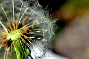 dandelion like a fluffy flower