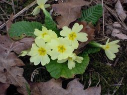 wild primrose with creamish flowers