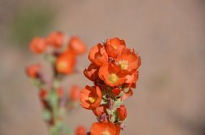 Orange flowers on a blurred background
