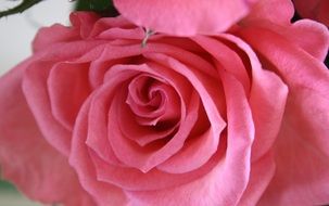 pink rose close up on white surface